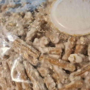 Gluosninės kreivabudės 1000 kaištelių rąstams