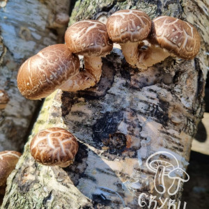 Shiitake grybai (valgomasis dantenis)