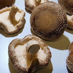 Šitake (shiitake) grybai