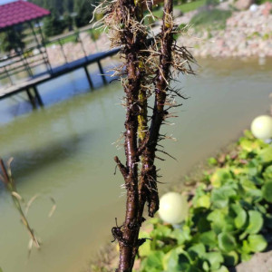 Juodųjų serbentų sodinukai