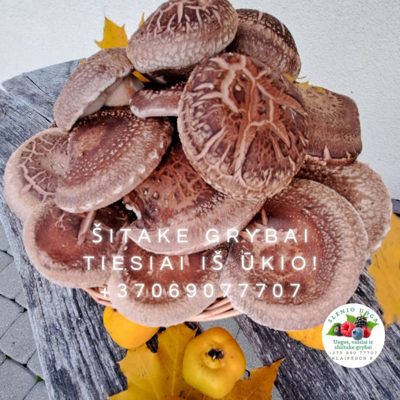 Šitake grybai (tiesiai iš ūkio) 600 g