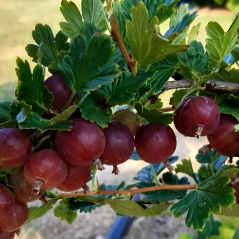 Tvariai užauginti agrastai, 500 g