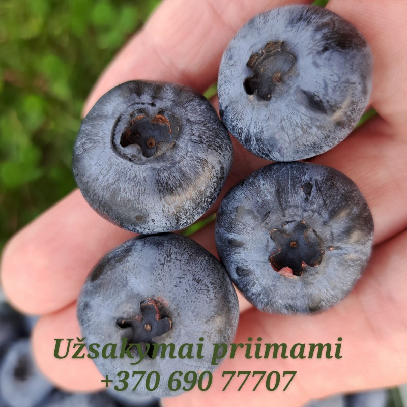 Lietuviškos, labai didelės šilauogės tiesiai iš ūkio