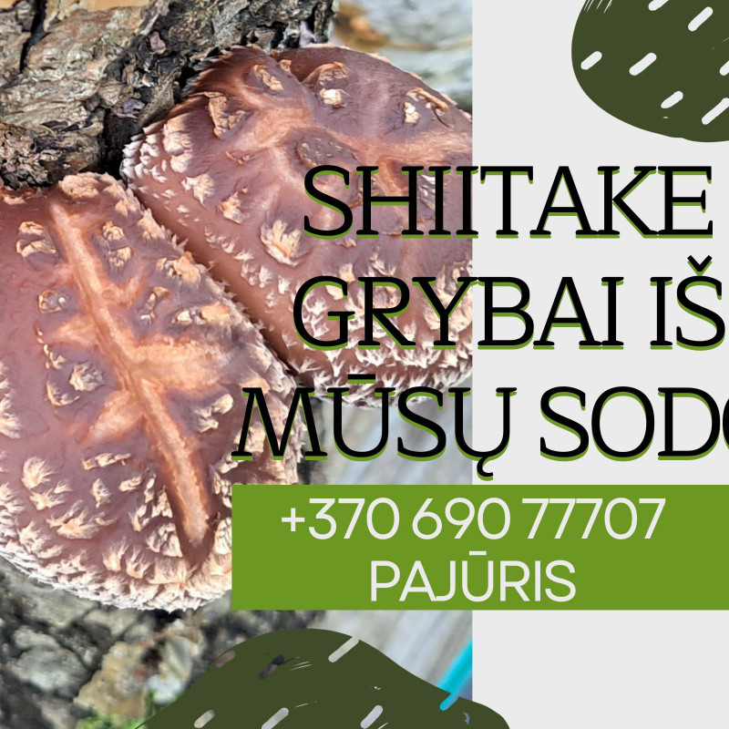 Ant rąstelių auginti grybai shiitake (Valgomasis Dantenis), 300 g
