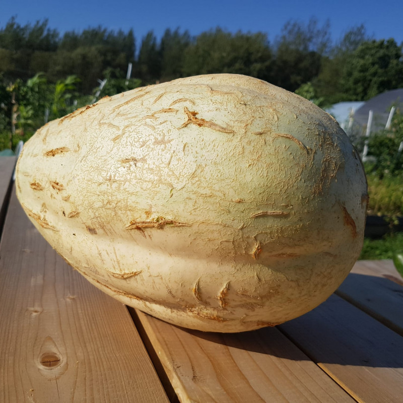 Egzotiškasis moliūgas