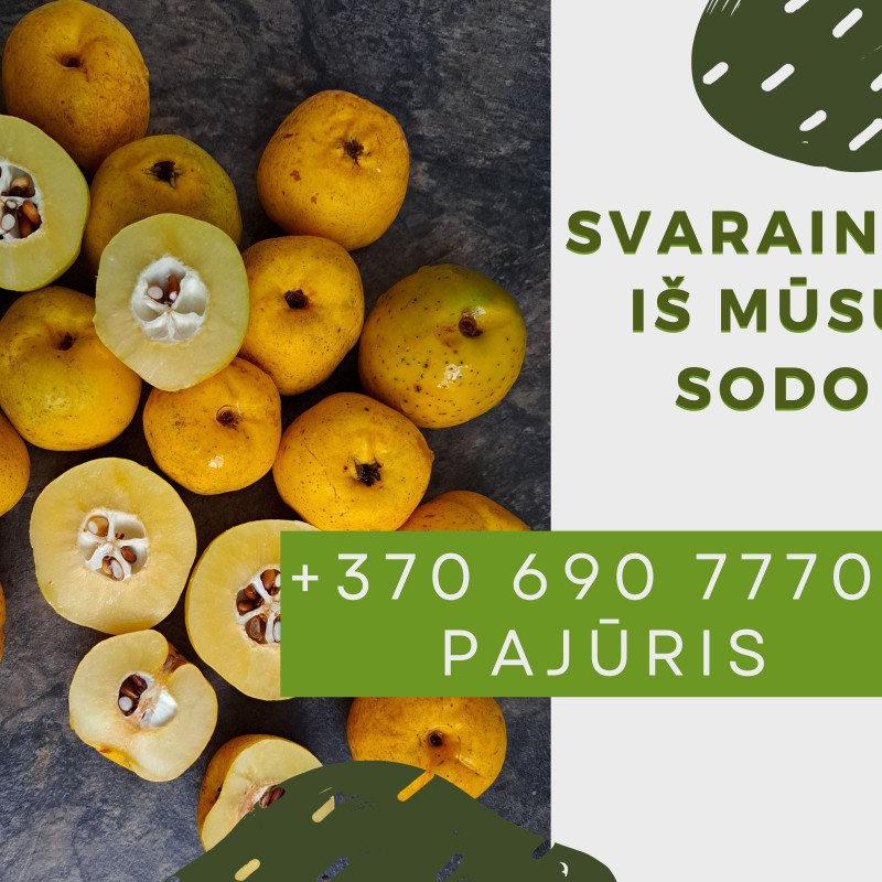 Lietuviški svarainiai, kg