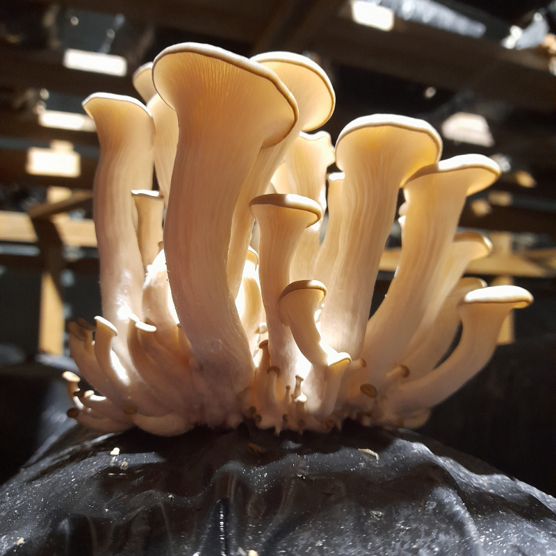 Kreivabudės