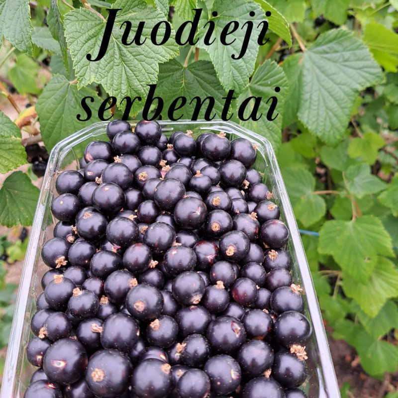 Juodieji serbentai, 1 kg