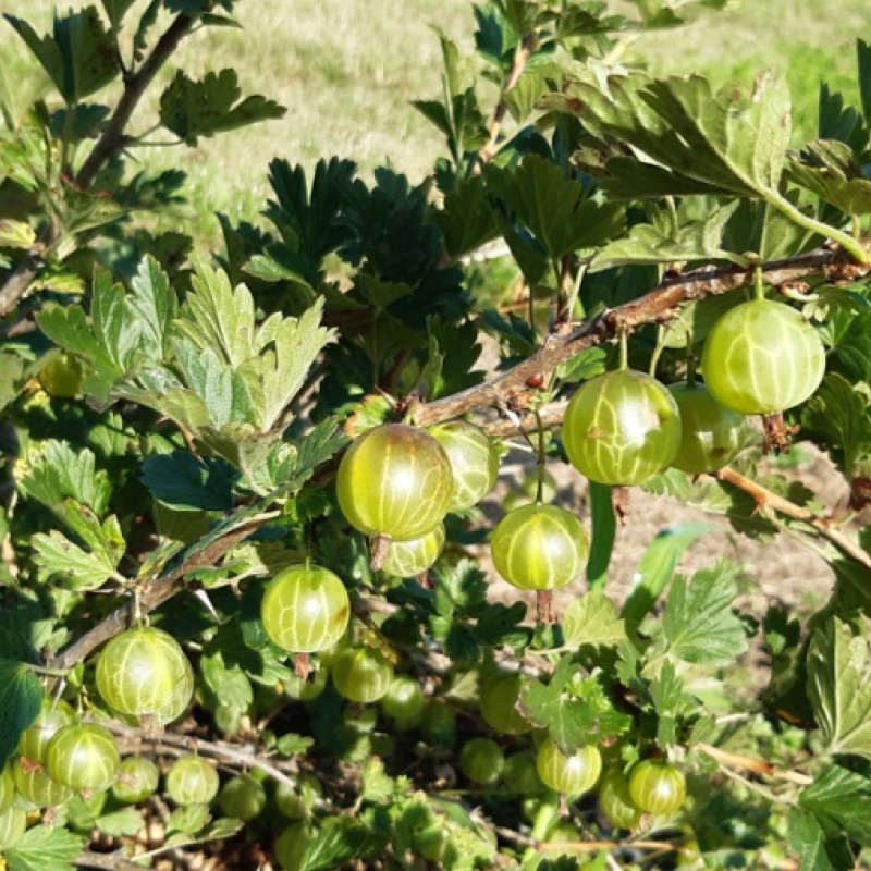 Agrastai, 500 g