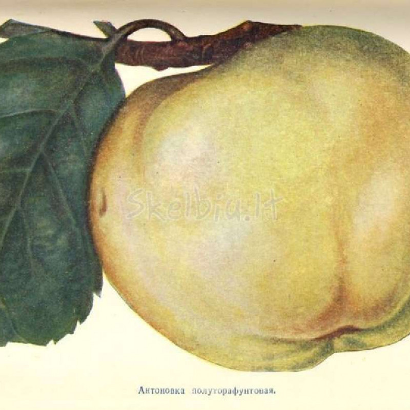 Obuoliai „Šešiašimtgramis antaninis“