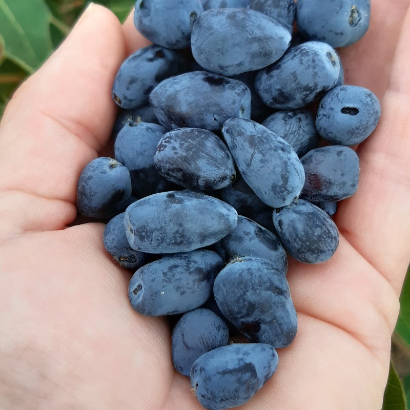 Melsvauogės (valgomojo sausmedžio uogos), 500 g