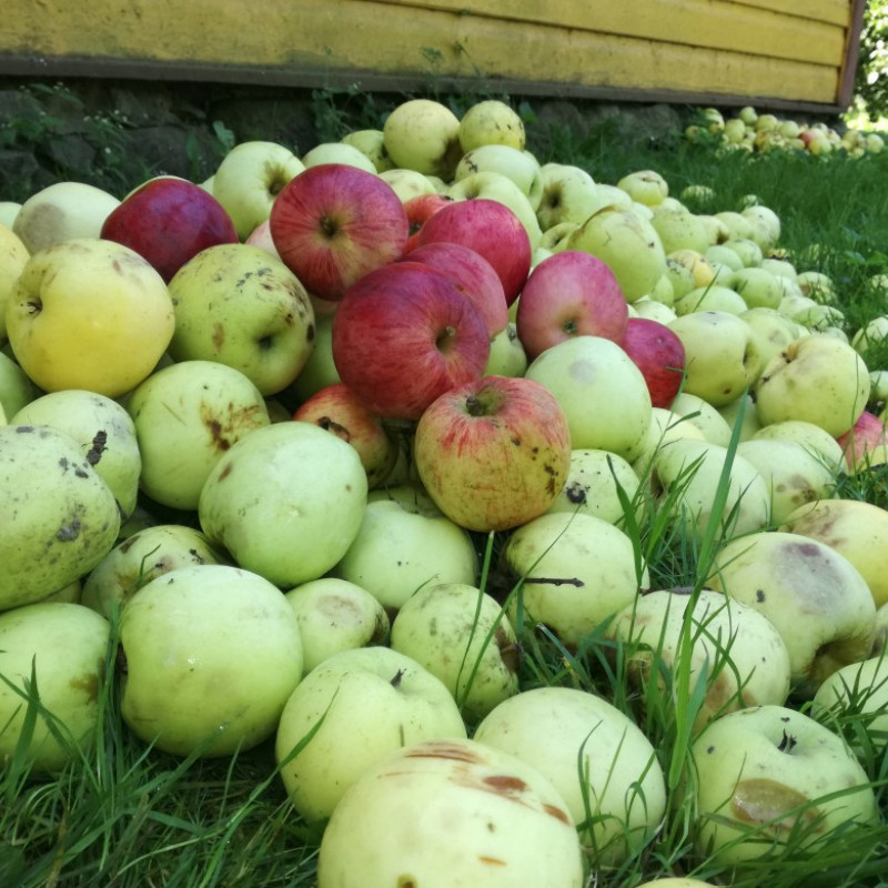 Įvairūs obuoliai sultims ar perdirbimui, 30 kg (20 ct/ kg)