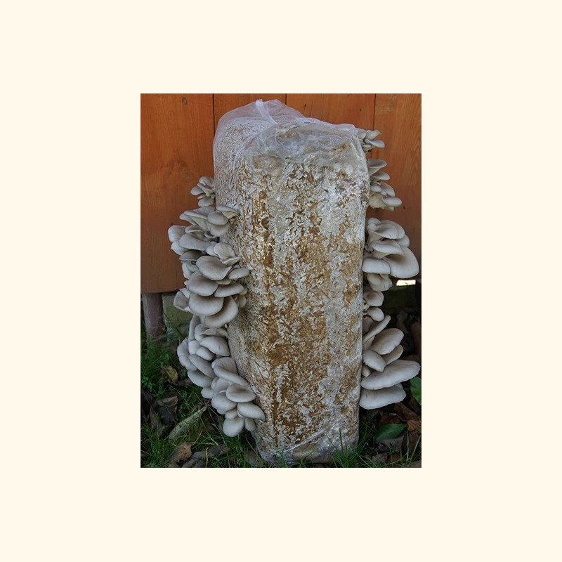Gluosninių kreivabudžių auginimo pakuotė 15 kg (paruošta auginti namuose)
