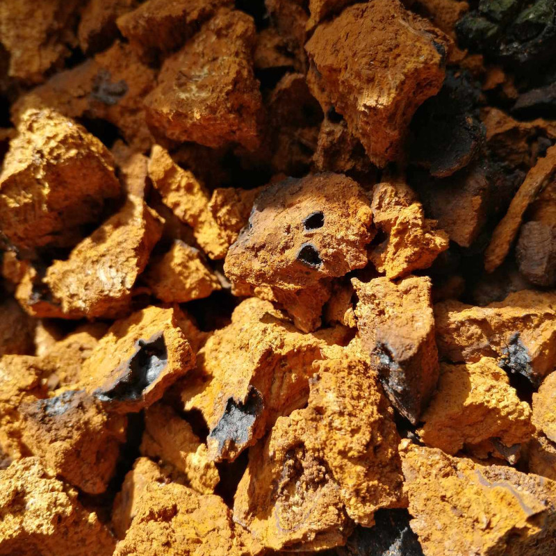 Juodasis beržo grybas (Chaga)