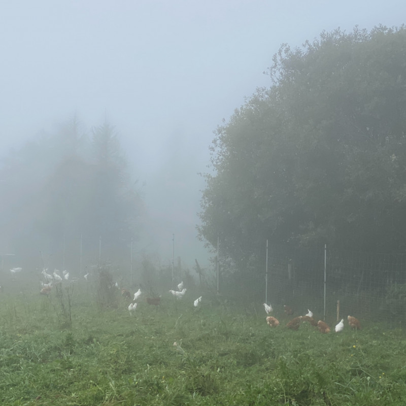 Vištų kiaušiniai M-L dydis