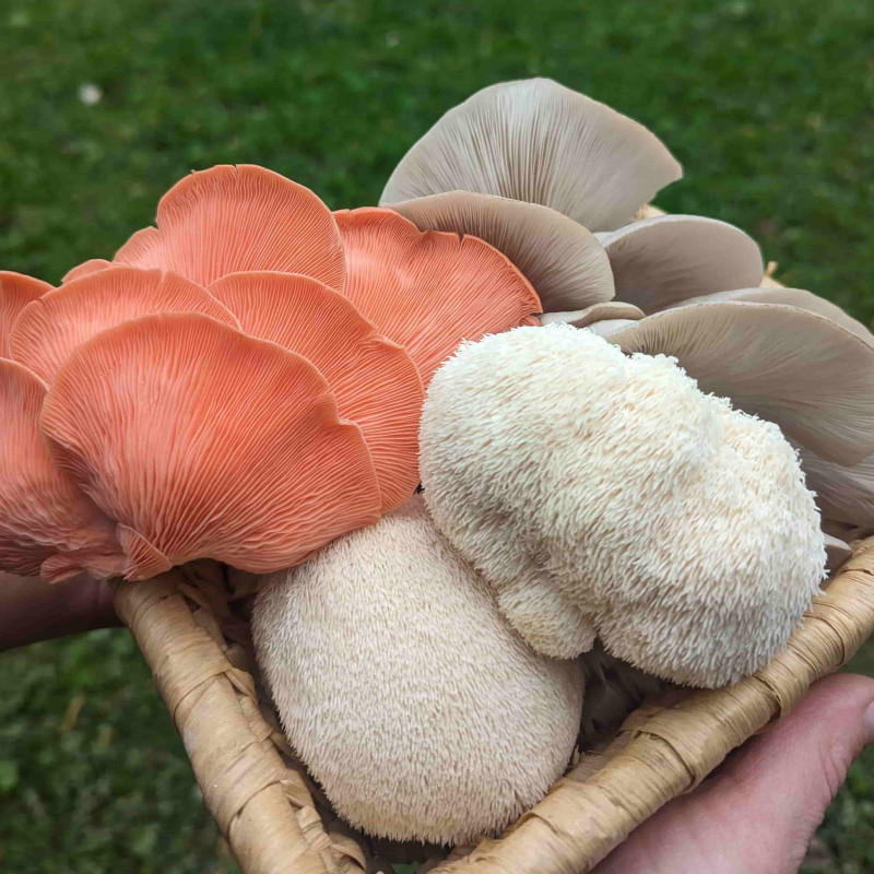 Šviežių gurmaniškų grybų rinkinys 1 kg