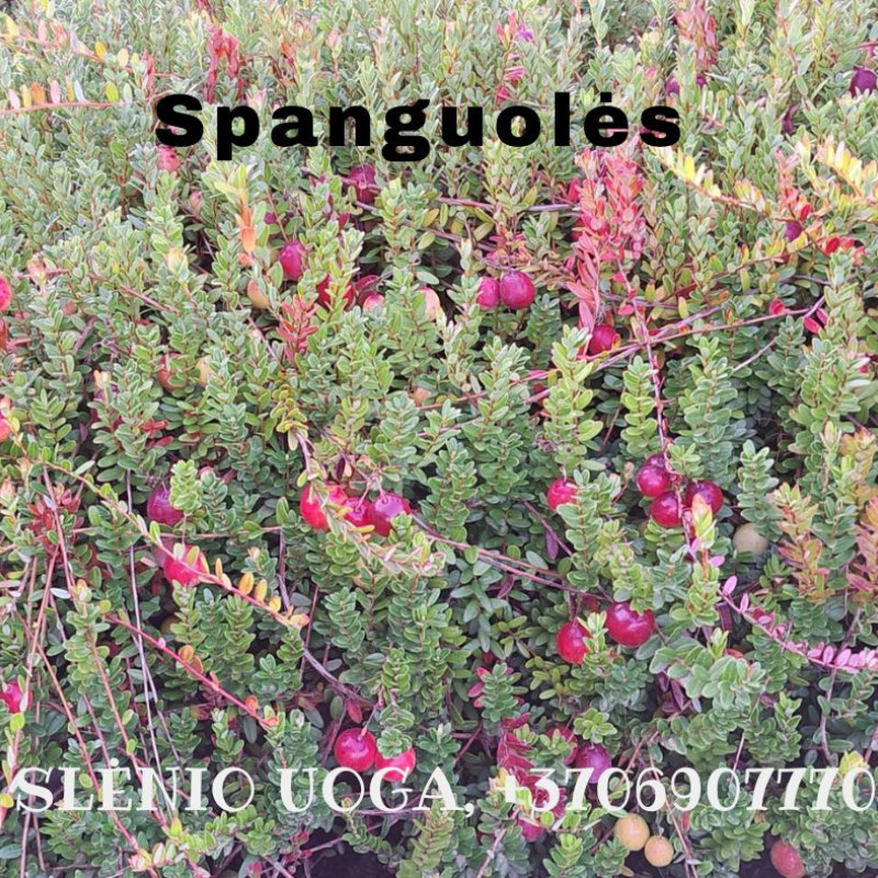 Lietuviškos spanguolės, l