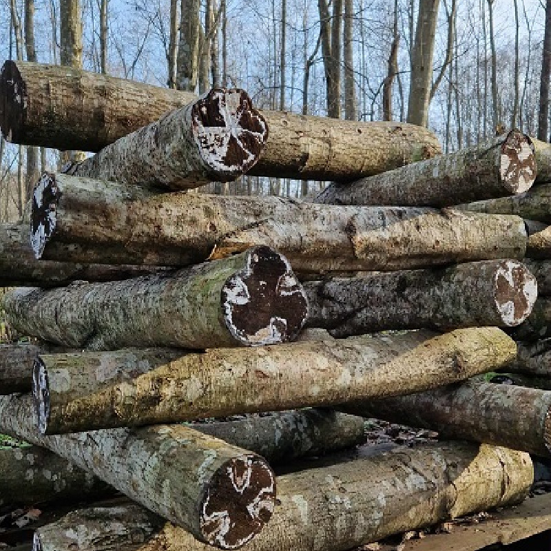 Shiitake rąsteliai