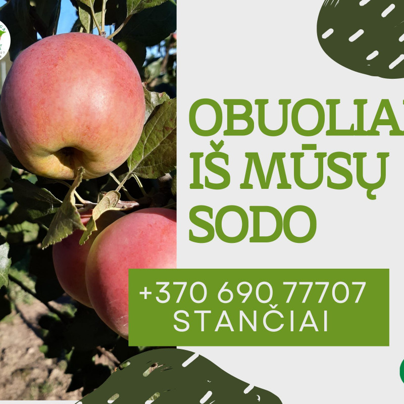 Tvariai užauginti rudeniniai obuoliai