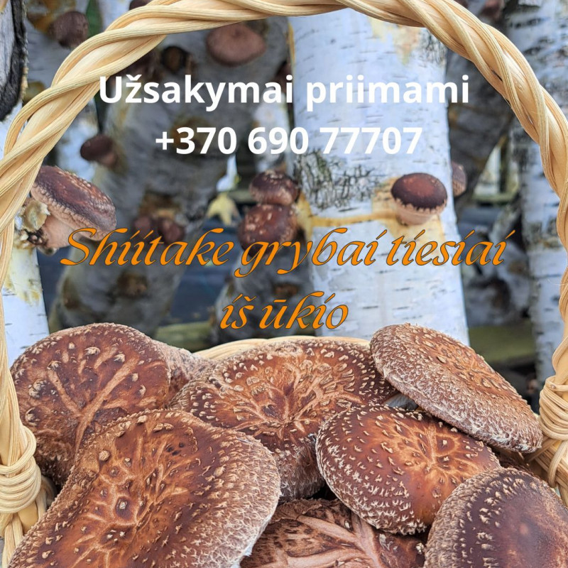 Shiitake grybai užauginti natūraliai ant rąstelių tiesiai iš ūkio, 1 kg