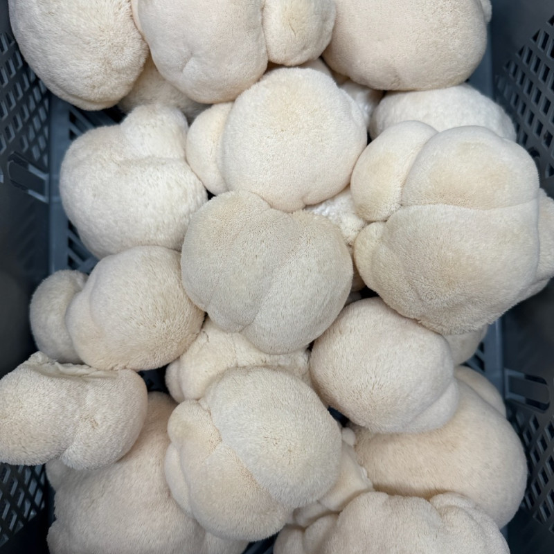 Švieži Lion's Mane grybai 500 g