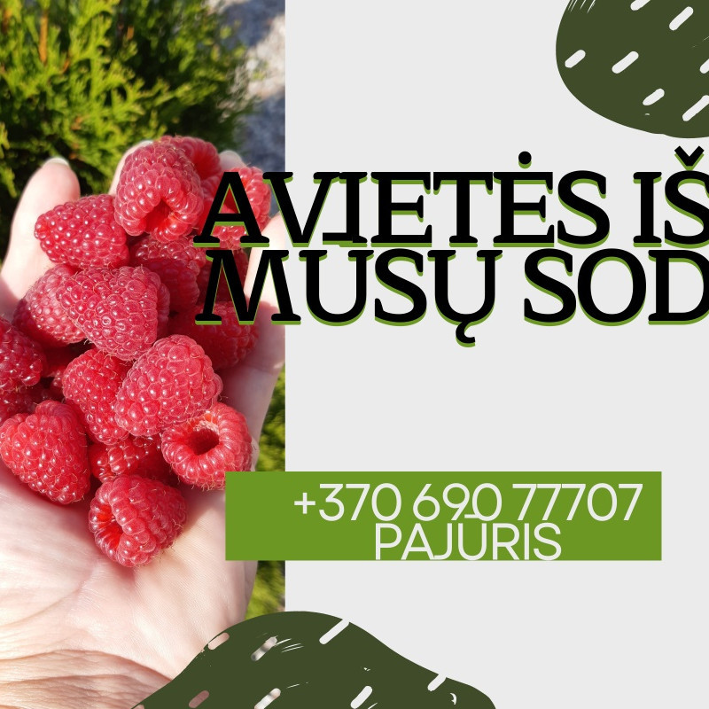 Šviežios avietės