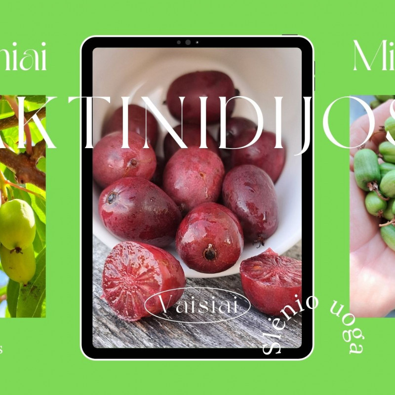 Aktinidijos – vitamino C šaltinis, 500 g