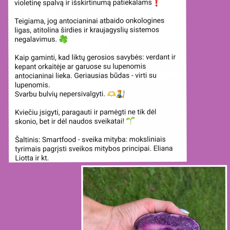 Violetinės bulvės 'Bergerac' 10 kg