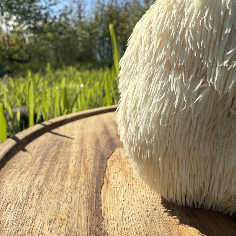 Švieži Lion's Mane grybai 1 kg