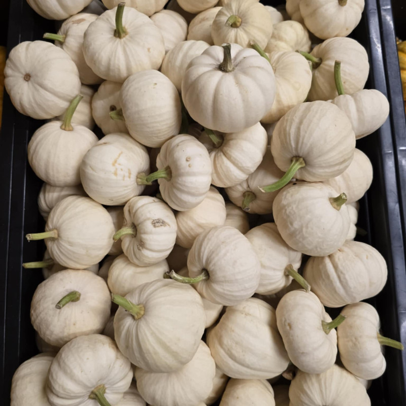 Moliūgas (baltas)