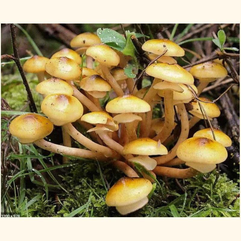 Paprastasis kelmutis 4 l pjuvenų rąstams