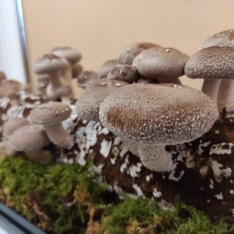 Shiitake grybai (valgomasis dantenis)