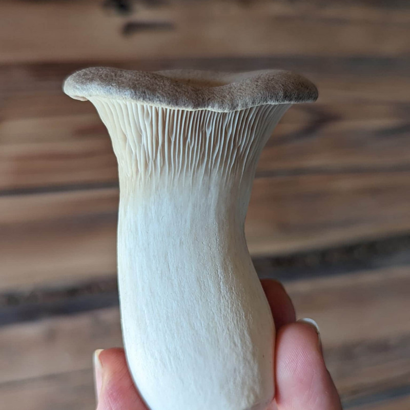 Švieži Eringi (Karališkoji kreivabudė) grybai 500 g