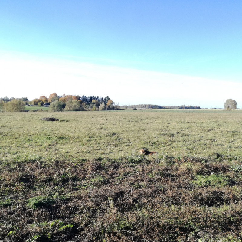Atrinktos bulvės iš Širvintų (nenaud. pesticidų)