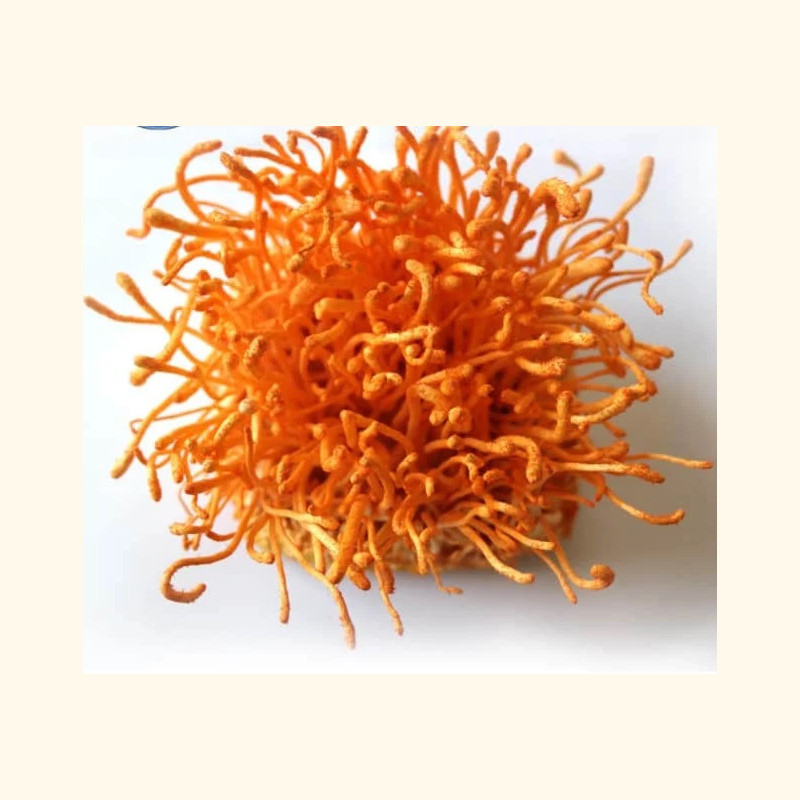 Džiovinti Cordyceps grybai 100 g