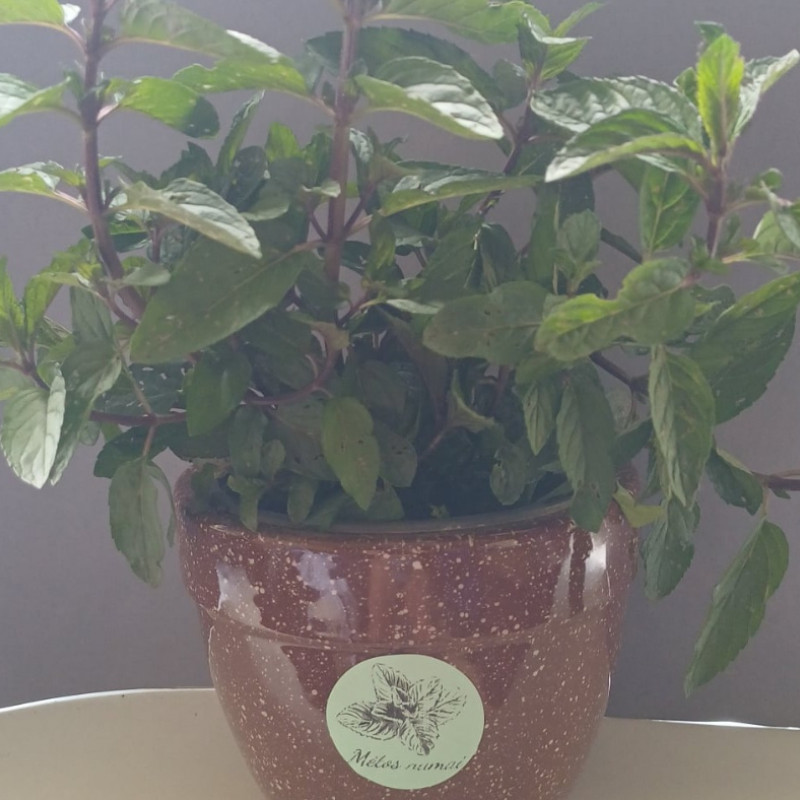 Mojito Mėtos Sodinukas