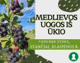 Medlievos uogos (karintai), 500 g