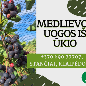 Medlievos uogos (karintai), 500 g