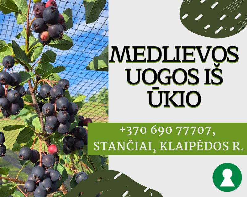Medlievos uogos (karintai), 500 g