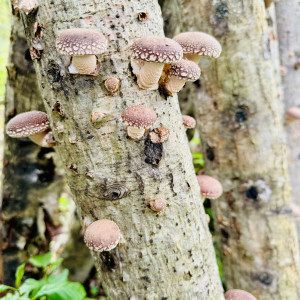 Shiitake grybai 1 kg