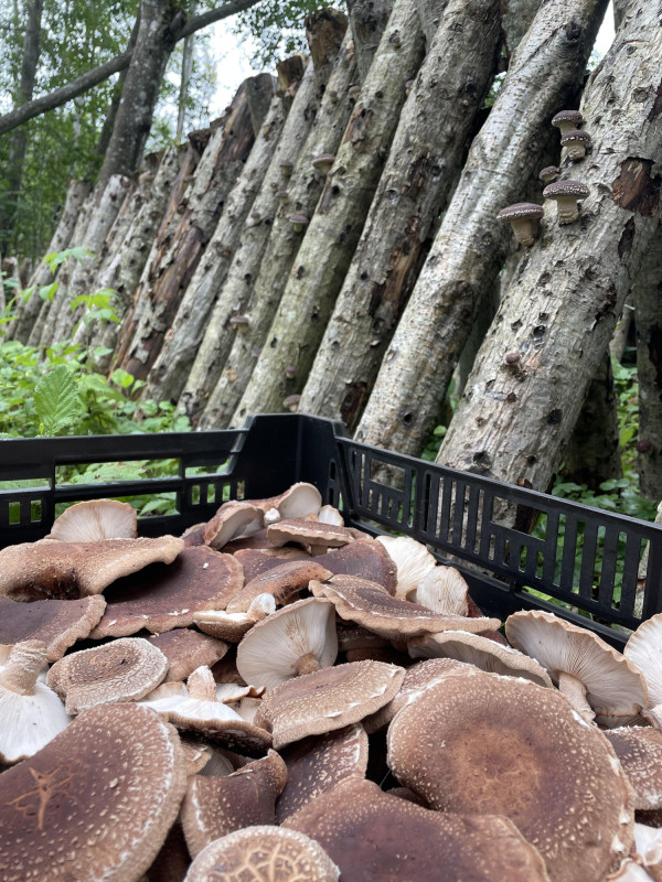 Shiitake grybai 200g