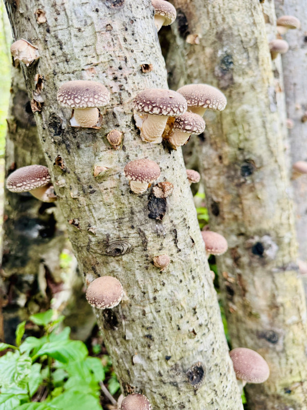 Shiitake grybai 200g