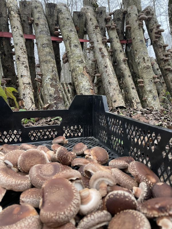 Shiitake grybai 200g