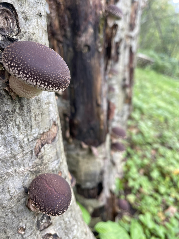 Shiitake grybai 200g