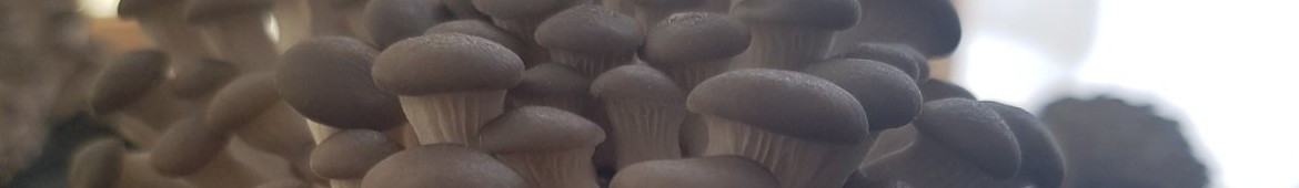 BedRock - Exotic mushroom farm